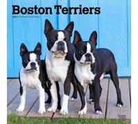 Boston Terriers 2026 - 16-Monatskalender: Original BrownTrout-Kalender [Mehrsprachig] [Kalender]