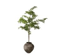 Botané Tropical Almond Wood Verde