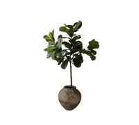 Botanica Foli di Ficus Lyrata Verde