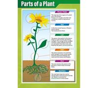 Botany Poster Plant Parts Guide