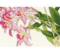 Bothy Threads Kit per punto croce, motivo: fiori di orchidea, XBD16, 36 x 24 cm