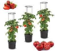 botle 3 vasi per piante di pomodoro, per pomodori, set da 3 vasi da 12 l, coltivatori di pomodori, vaso di pomodori, vaso, verdure, pomodori