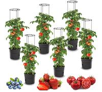 botle 6 vasi per piante di pomodoro, per pomodori, set da 6 vasi per piante da 28 l, coltivatori di pomodori, vaso, verdure, pomodori