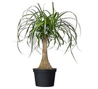 Bottle 7 Tree Seeds - Beaucarnea Recurvata