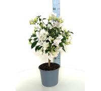 Bouganville in vaso - pianta vera rampicante in vaso 17 - Bouganvillea Alta circa 55 cm - Pianta da esterno - Pianta da interno