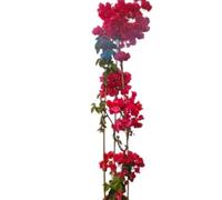 BOUGANVILLE V 24 Don Mario 160 cm