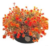 Bouquet Fiori Artificiali Plastica Bouquet Fiori Artificiali | Design realistico eucalyptus e camelia, tonalità autunnali calde, perfetti per o ghirlanda