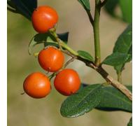 Bourreria Cassinifolia, Smooth Little Strongbark Florida Native Berry 25 Seeds:packing seeds only