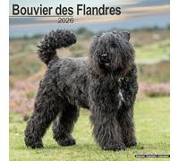 Bouvier des Flandres 2026 Calendar | Square Wall Calendar | Dog Breed Gift | Plastic Free Packaging | by Avonside Publishing