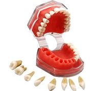 BOVDC Modello Dentale Modello Denti Esercitazione per Dimostrazione Gengive Morbide Disassemblaggio Completo Esercizi Estrazione Denti per Dentista Comunicare Pazient