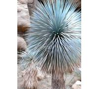 BOW YUCCA, yuca rostrata Big Bend agave garden aloe tree like seeds 50 seeds:packing seeds only
