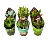 Box 6 piante grasse e succulente assortite | interno ed esterno | ideali per abbellire i nostri ambienti |non necessitano di particolari cure