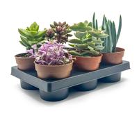 Box 6 Piante Grasse e Succulente Senza Spine Vaso Ø 5.5cm Piante da Interno