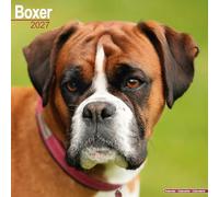 Boxer 2027 Calendar | Square Wall Calendar | Dog Breed Gift | Plastic Free Packaging | by Avonside Publishing