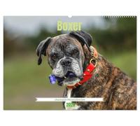 Boxer - charmante Herzensbrecher (Wandkalender 2026 DIN A2 quer), CALVENDO Monatskalender: Kraftvoll, verspielt und loyal - der Boxer begeistert mit seinem einzigartigen Charme.