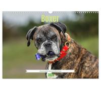 Boxer - charmante Herzensbrecher (Wandkalender 2026 DIN A3 quer), CALVENDO Monatskalender: Kraftvoll, verspielt und loyal - der Boxer begeistert mit seinem einzigartigen Charme.