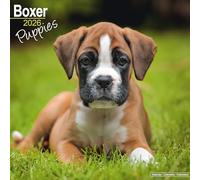 Boxer Puppies 2026 Calendar | Square Wall Calendar | Dog Breed Gift | Plastic Free Packaging | by Avonside Publishing