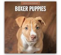Boxer Puppies - Deutsche Boxer Welpen 2026 - 16-Monatskalender: Original Red Robin Publishing Ltd-Kalender [Mehrsprachig] [Kalender]