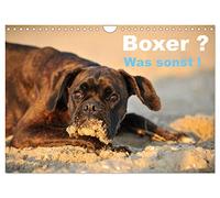 Boxer ? Was sonst ! (Wandkalender 2026 DIN A4 quer), CALVENDO Monatskalender: Ein toller Boxerkalender, der zeigt, wie Boxer so sind.