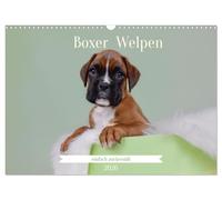 Boxer Welpen einfach zuckersüß (Wandkalender 2026 DIN A3 quer), CALVENDO Monatskalender: Lass dich von den süßesten Boxerwelpen verzaubern, die mit ... und ihrer Verspieltheit dein Herz erobern.