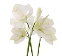 BQEE Amaryllis artificiali, 54,6 cm, rosso, bianco, rosa, set da 3, gigli finti per matrimoni, casa, ufficio, hotel, decorazione (bianco)
