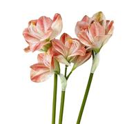 BQEE Amaryllis artificiali, 54,6 cm, rosso, bianco, rosa, set da 3, gigli finti per matrimoni, casa, ufficio, hotel, decorazione (rosa)