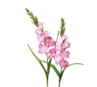 BQEE Gladiolo artificiale a stelo lungo, set di 2, decorazione per casa/matrimonio/ufficio (Rossy)