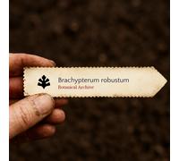 Brachypterum robustum SEEDS - - SEMI Indaco falso robusto | Brachypterum