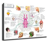 Brain Nerve Function Anatomy Pathology Chart Canvas Wall-Art Print for Home Office Decor Study Room Library Laboratory(Framed,12x18inch(30x45cm))