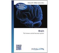 Brain: The human central nervous system