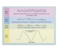 Brain Wave Sleep Poster Circadian Rhythm Education