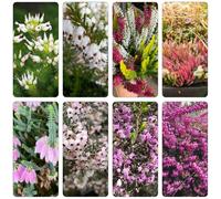 brezzo riverdimento tetti selvatici di balcone perenni resistenti, arbusto farfalle letto elevato giardino semi 550pcs