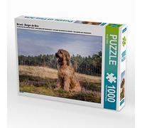 Briard Berger de Brie - Puzzle da 1000 pezzi
