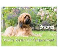 Briards - sanfte Riesen mit Temperament (Tischkalender 2026 DIN A5 quer), CALVENDO Monatskalender: Tolle Portraits und Actionbilder von einer wunderbaren Hunderasse: Dem Briard.