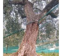 Briconess.com Rete per raccolta olive rinforzata e occhiellata tessuto antispina telo CON APERTURA verde 85 gr/mq (10x10 Mt)