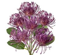 Briful 6 fiori di crisantemo artificiali, viola, ragno, mamma, fiori finti per la mamma, per composizioni floreali, bouquet di nozze, decorazione per la casa e il bagno