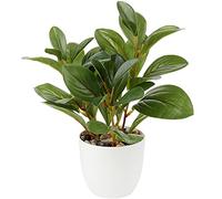 Briful Pianta artificiale di camelia, piante finte in vaso, piante artificiali in vaso per decorazione domestica, 28 cm, piante verdi finte di camelia, bonsai per soggiorno, scaffale, scrivania