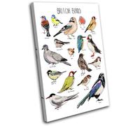 British Birds Watercolour Animals SINGLE TELA parete arte foto stampa