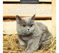 British Shorthair Cats - Calendario da parete quadrato 2026 Red Robin Publishing