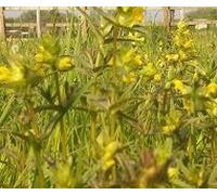 British wild flower - yellow sonaglio - Rhinanthus minor - 50 g: Only Seeds