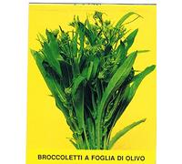 BROCCOLI A FOGLIA D'ULIVO NR.2000 SEMI