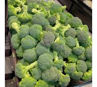 broccoli, esotiche raro giardino biologici varietà antiche 400semi