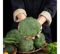 broccoli, giardino balcone Copertura del terreno resistente 200semi