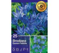 Brodiaea "Queen Fabiola" Blu