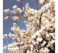 Brown, Findlay - Will To Survive