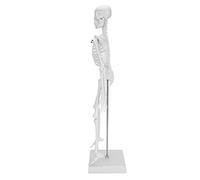 Brrnoo 45 Cm Modello di Scheletro Umano con Arti Mobili per le Forniture di Scienze Dell'insegnamento e Dell'apprendimento, Modello di Scrivania in PVC per Giovani Scienziati, il