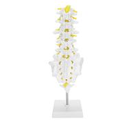Brrnoo Modello della Colonna Vertebrale Lombare Umana Lombare, Strumento di Insegnamento per la Visualizzazione e la Spiegazione Medica, Materiale in PVC Al 100% di Zecca, ca. Altezza