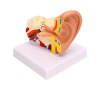 Brrnoo Modello di Anatomia Dell'orecchio Modello di Orecchio Umano di Struttura Dell'orecchio 1,5x Ingrandito Organi di Equilibrio Interno Medio Esterno Sinistro
