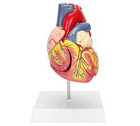 Brrnoo Modello di Cuore Umano Anatomico con 48 Strutture Interne Staccabili Numerate, in 2 Parti e 3 Pezzi Rimovibili, per Insegnamento Medico e Uso Pedagogico Accurato