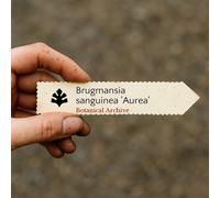 Brugmansia sanguinea 'Aurea' SEEDS - - SEMI Tromba d'angelo rossa | Tromba d'an